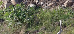 Ricinus communis