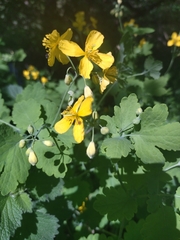 Chelidonium majus