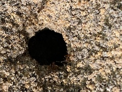 Aphaenogaster longiceps