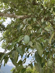 Ficus pumila awkeotsang