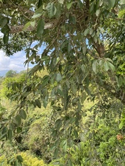 Ficus pumila awkeotsang