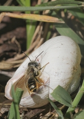 Osmia aurulenta