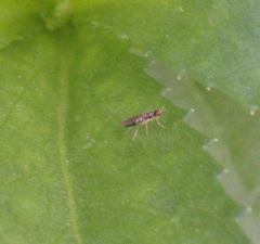 Psila
