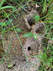 Aphaenogaster longiceps