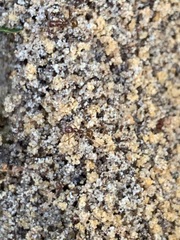 Aphaenogaster longiceps