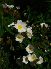 Cistus × florentinus