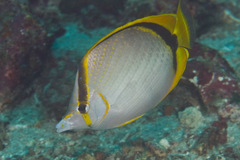 Chaetodon selene