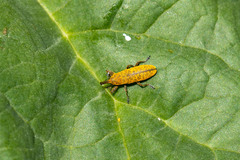 Lixus bardanae
