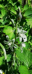 Ornithogalum boucheanum