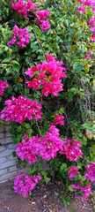 Bougainvillea
