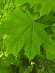 Acer platanoides