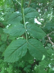 Sambucus nigra