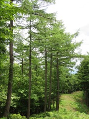 Larix kaempferi