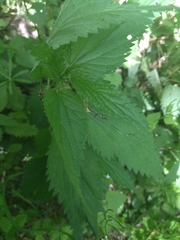 Urtica galeopsifolia