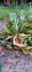 Kalanchoe gastonis-bonnieri