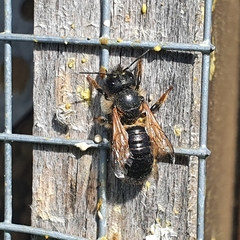 Osmia caerulescens