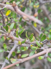 Coprosma rigida
