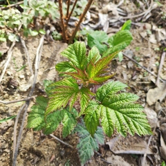 Rubus crataegifolius