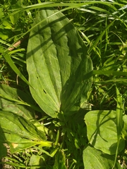 Plantago major
