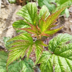 Rubus crataegifolius