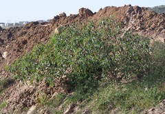 Datura stramonium
