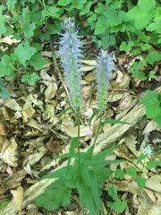 Phyteuma betonicifolium