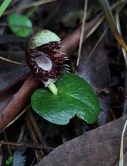 Corybas pruinosus