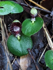 Corybas pruinosus