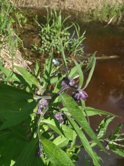 Symphytum officinale