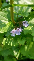Glechoma hederacea