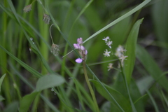 Galearis rotundifolia