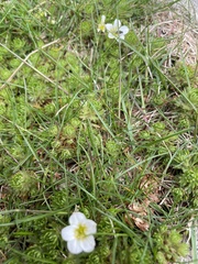 Saxifraga hypnoides