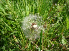Taraxacum proximum