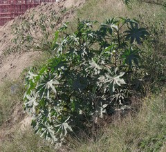 Ricinus communis