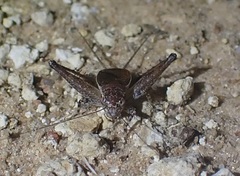 Eurepella