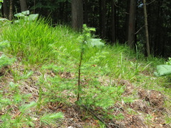 Larix kaempferi