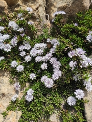 Globularia repens