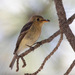Buff-breasted Flycatcher - Photo (c) guyincognito, some rights reserved (CC BY-NC), uploaded by guyincognito