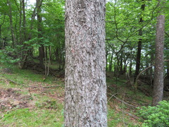Larix kaempferi