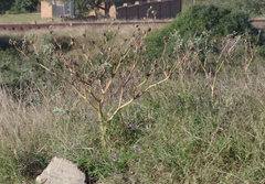 Datura stramonium