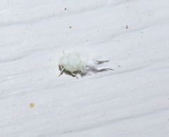 Flatormenis proxima