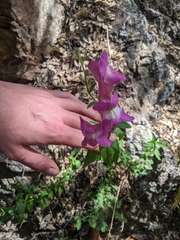 Antirrhinum majus