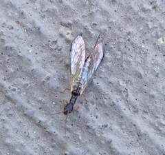 Parainocellia bicolor