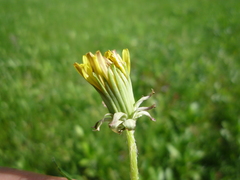 Taraxacum proximum