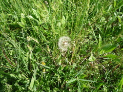 Taraxacum proximum