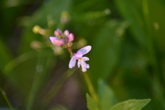 Galearis rotundifolia