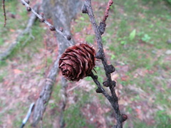 Larix kaempferi