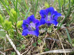 Gentiana acaulis