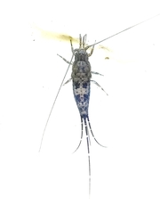 Petrobius