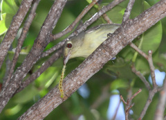 Vireo gundlachii